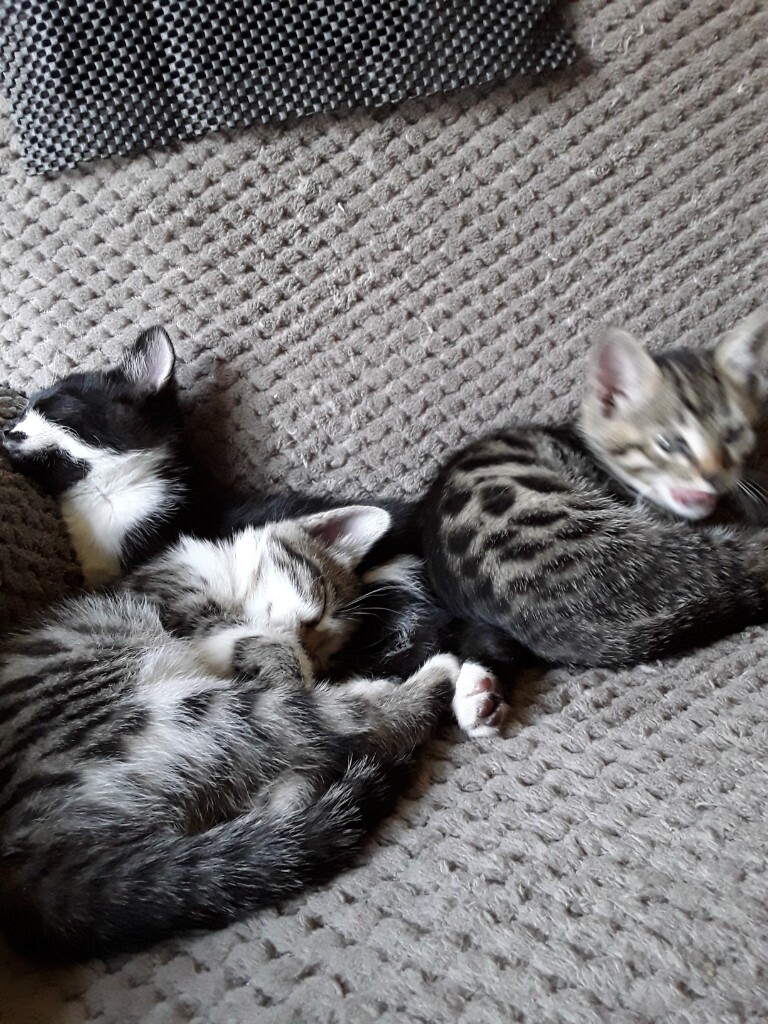 Bengal cross kittens in Camelon, Falkirk Gumtree