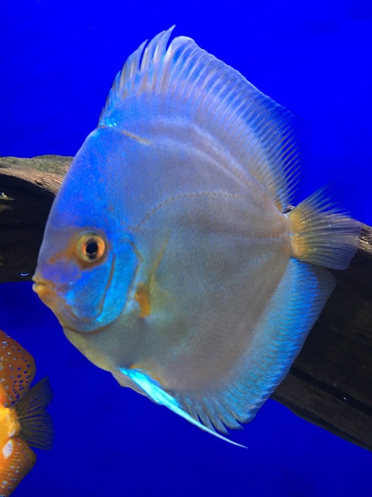 5 Discus Fish for sale in Coventry, West Midlands Gumtree