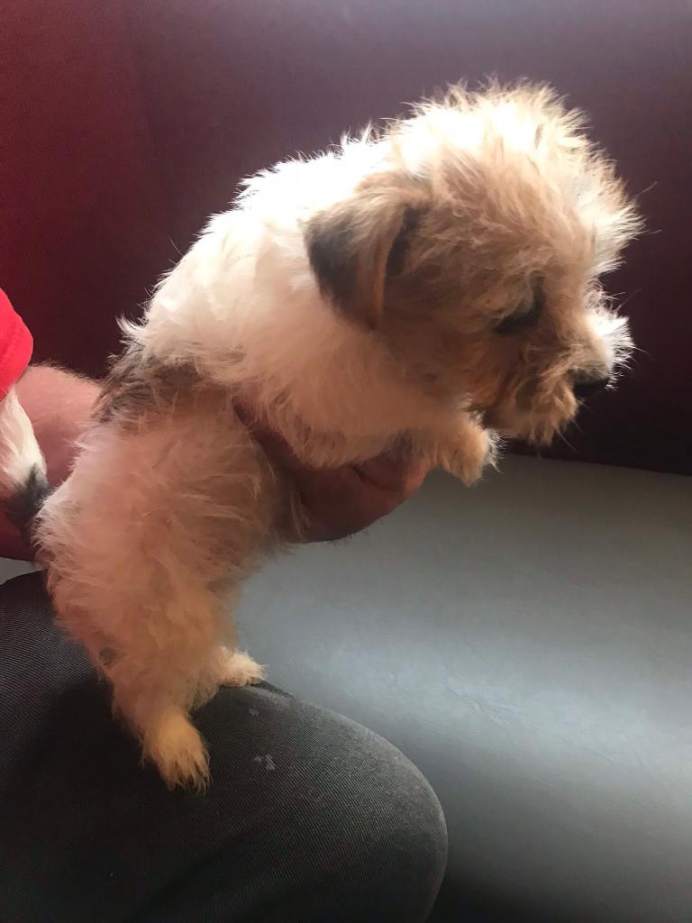 Chorkie Puppies In Tipton West Midlands Gumtree
