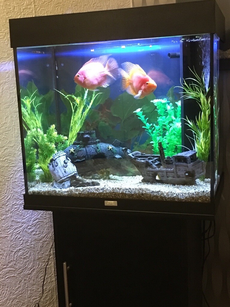 Jewel lido fish Aquarium in Gartcosh, Glasgow Gumtree