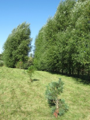 16 Hybrid Aussie Willow Trees - Fast Growing Privacy and Shade - Easy to Grow