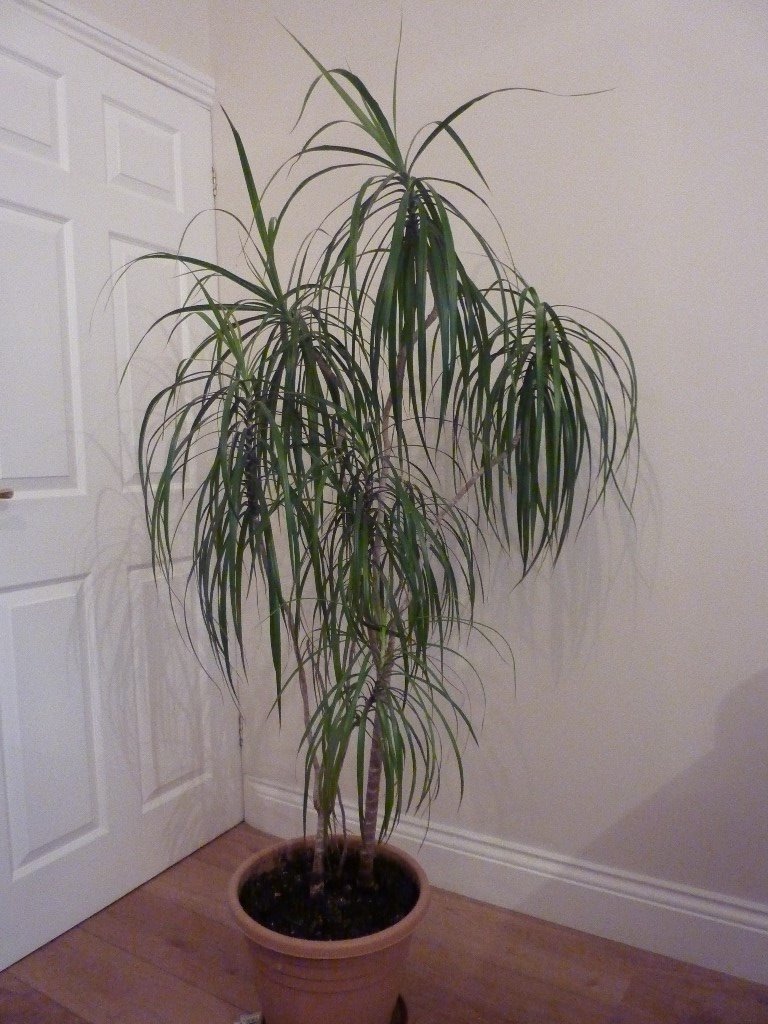 Madagascar Dragon Tree plant Evergreen indoor shrub in