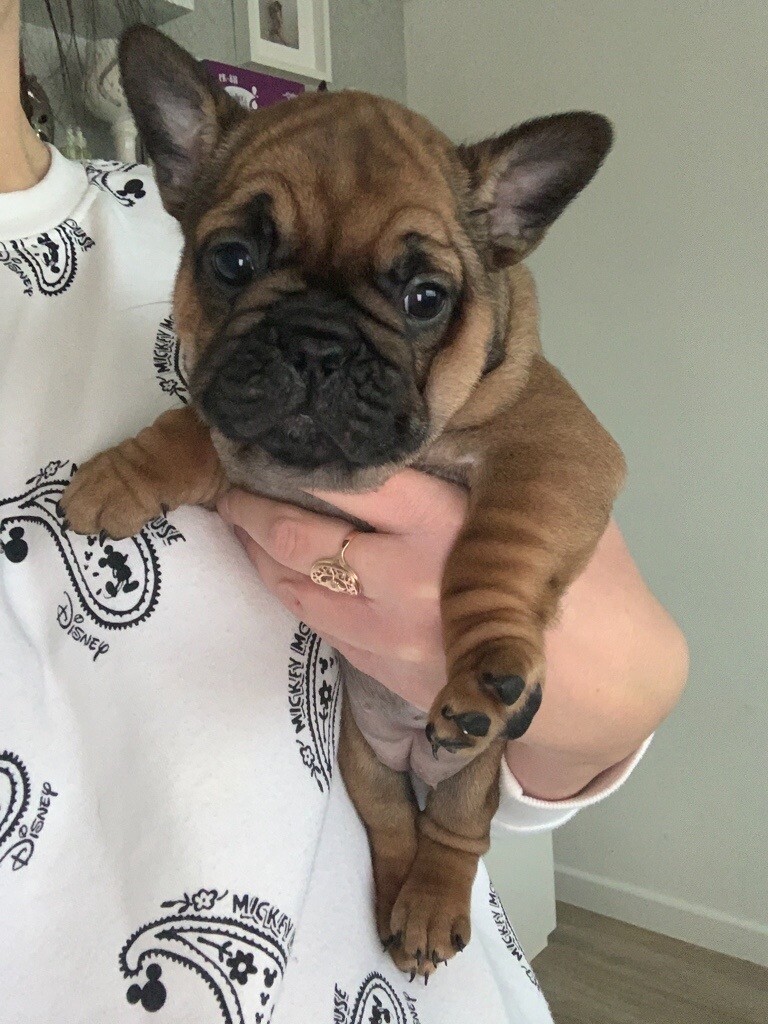 French Bulldog Puppy In Gosport Hampshire Gumtree