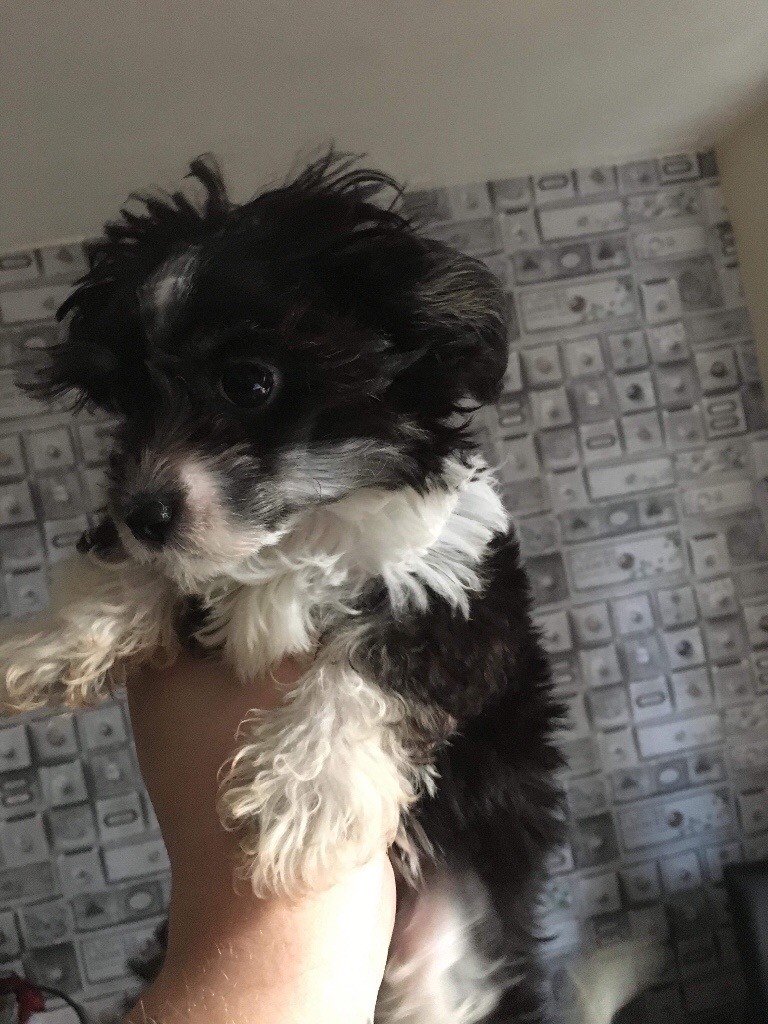 Chinese crested powder puff x shihtzu in CarltoninLindrick