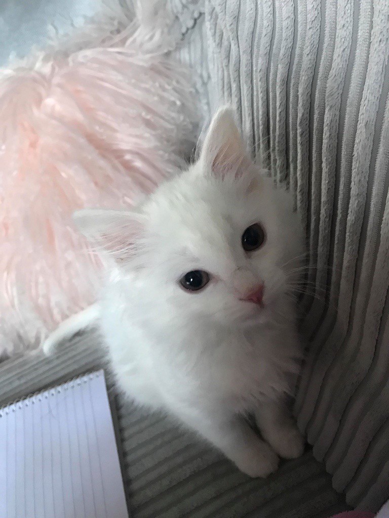 Kitten For Sale Long Haired Pure White Dad Rag Doll In