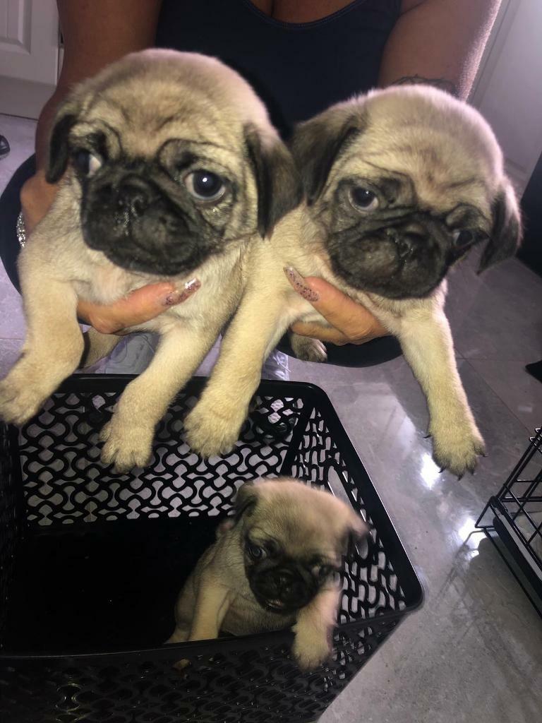 Pug Puppies For Sale in Lisburn, County Antrim Gumtree