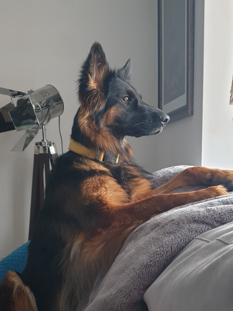 German Shepherd Puppies Long Hair Black And Tan