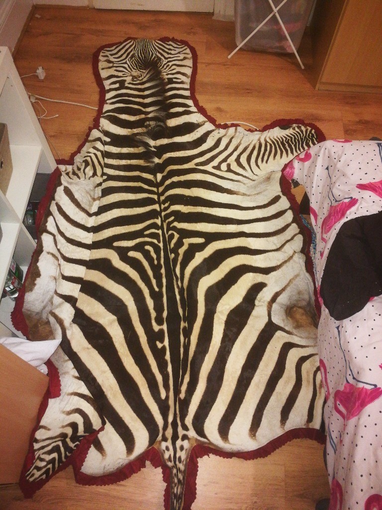 Genuine zebra skin rug from South Africa in Tooting Bec, London Gumtree