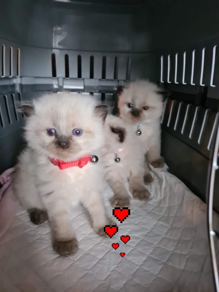 Ragdoll seal point kittens in Luton, Bedfordshire Gumtree