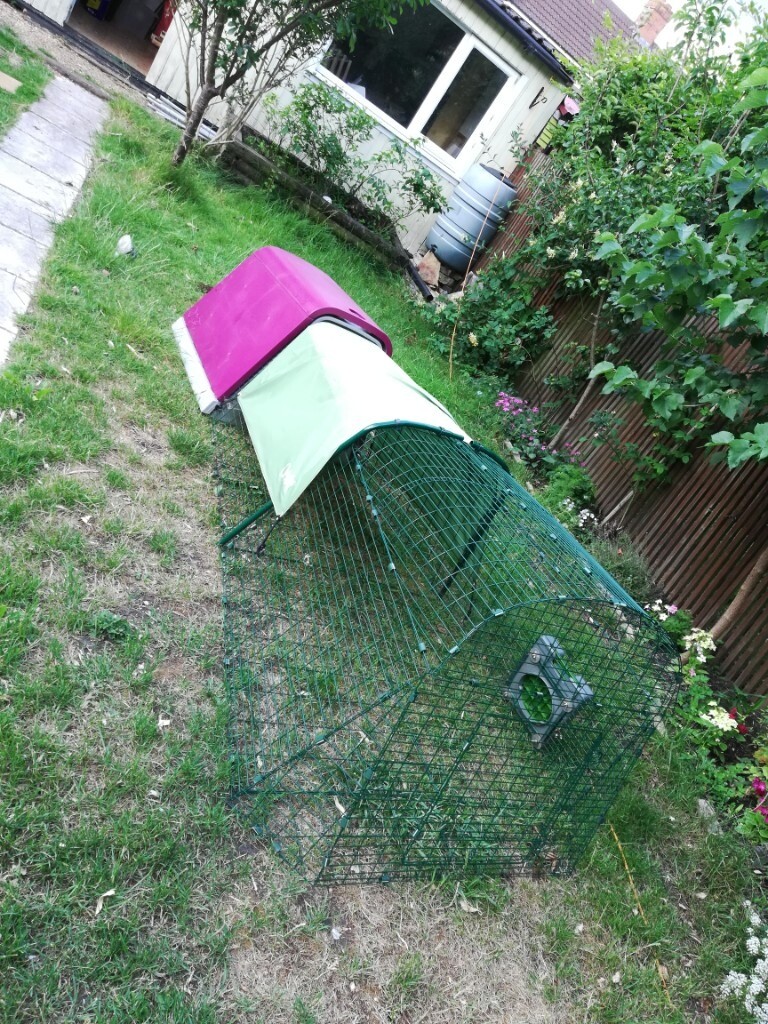 Omlet Iglu Go hutch and 2m run for Guinea pigs or rabbits in