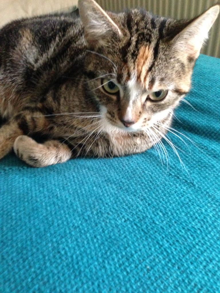 Sheffield cat in Mosborough, South Yorkshire Gumtree