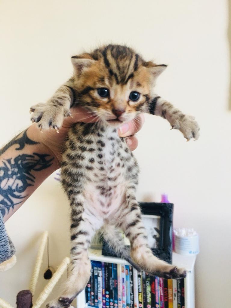 Bengal Kittens for sale. in Exeter, Devon Gumtree