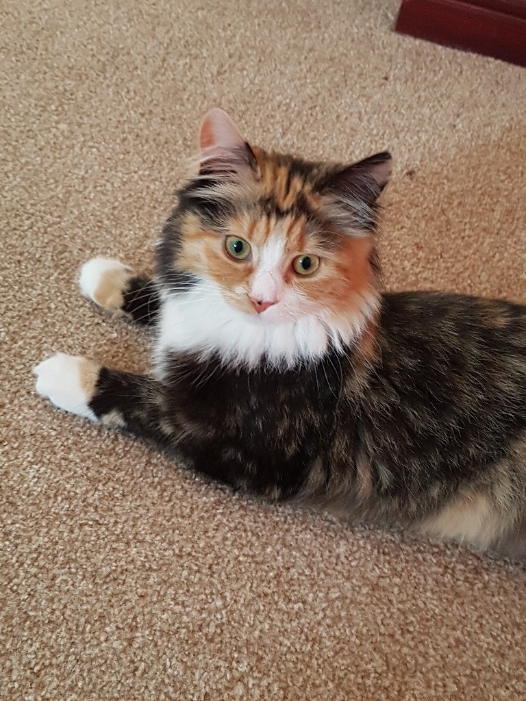 Kitten 7months Old Female Calico In Braintree Essex Gumtree