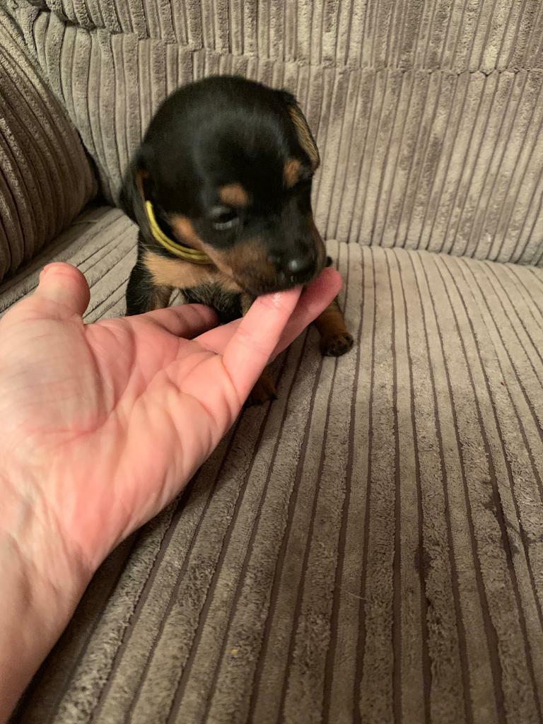 Black And Tan Jack Russell Puppy In Dorchester Dorset Gumtree
