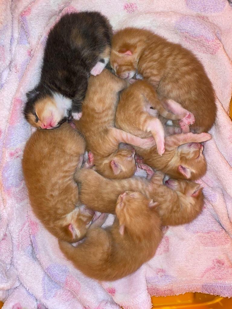 Litter of 7 beautiful kittens **ALL RESERVED** in Cambridge, Cambridgeshire Gumtree