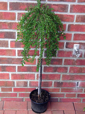 Cotoneaster congestus - Stämmchen, Zwergmispel, Höhe: 120 cm + Dünger