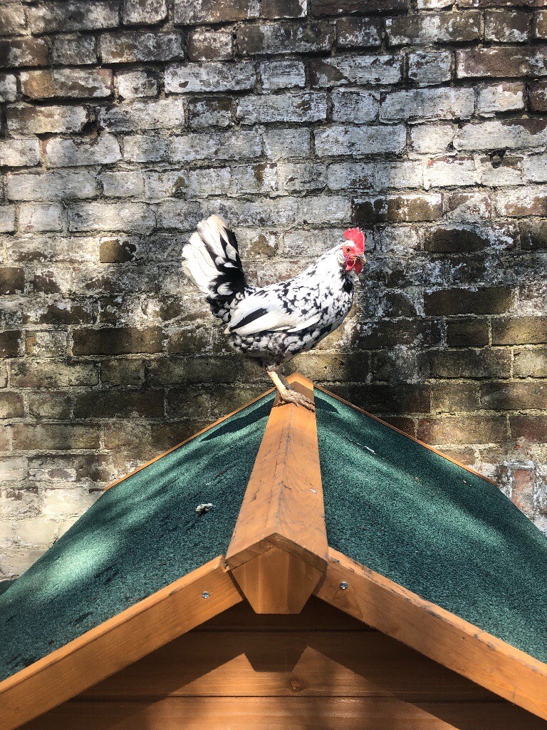 Selection Of Bantam Chickens For Sale In Brentford London Gumtree