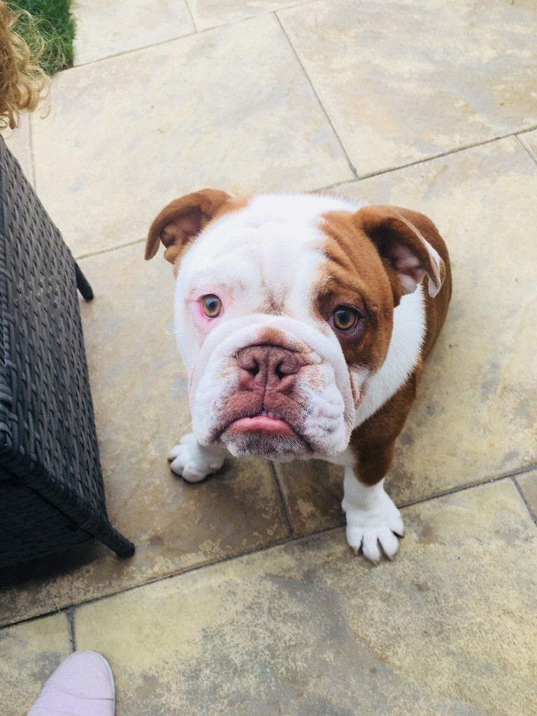 Old tyme bulldog (male) in Hessle, East Yorkshire Gumtree