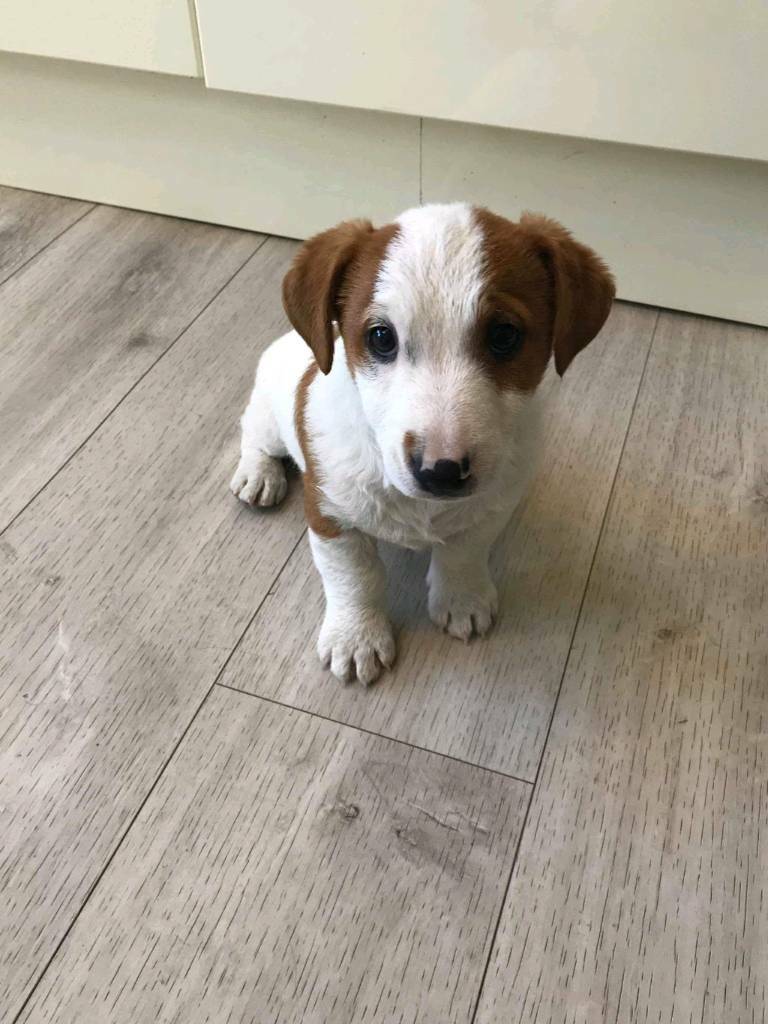 Jack Russell puppies for sale in Goole, East Yorkshire Gumtree