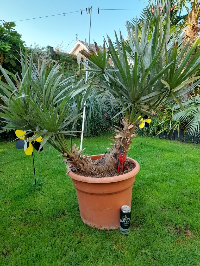 Trithrinax Campestris Palm Tree Plant **RARE** in York, North