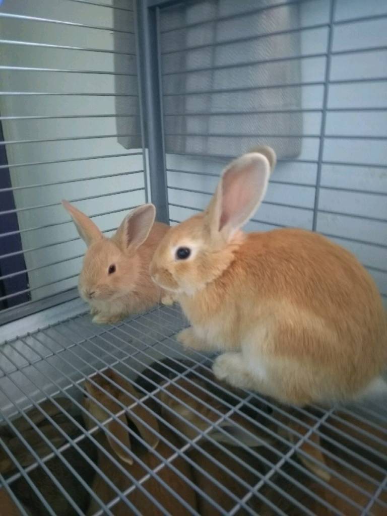 Baby Rabbits for sale in Bolton, Manchester Gumtree