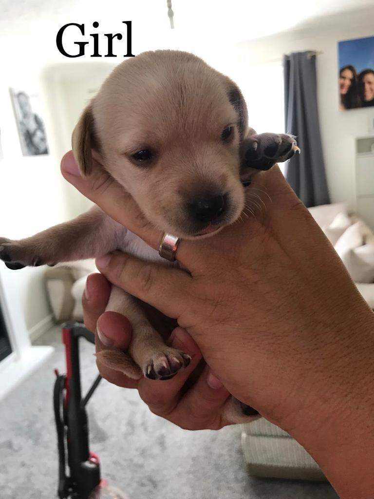 Patterdale x Labrador puppies in Poole, Dorset Gumtree