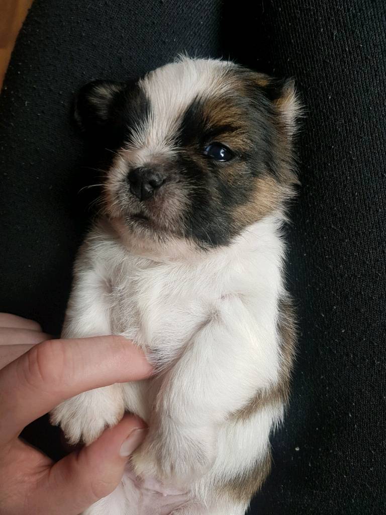 Shih tzu cross yorkie puppies for sale in Castle Bromwich, West Midlands Gumtree