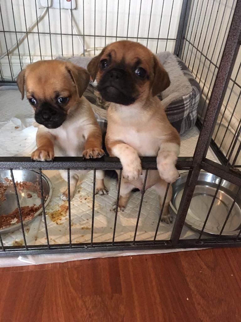 Stunning Chug puppies for sale in Chatham, Kent Gumtree