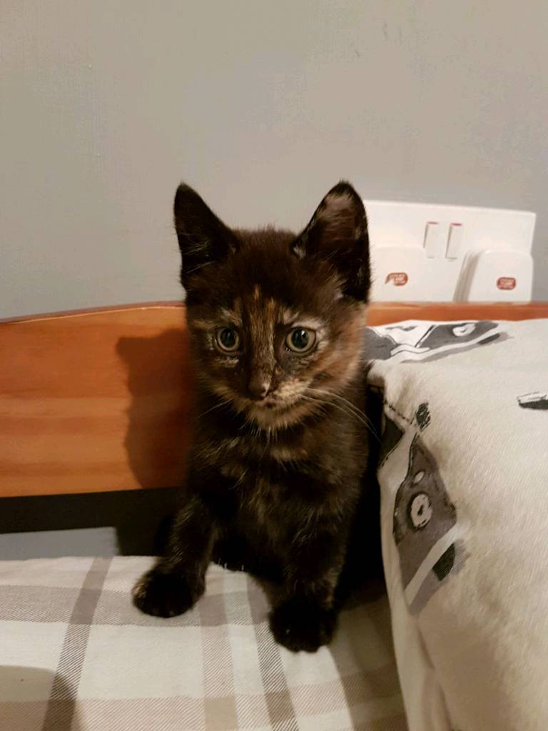 Ragdoll cross kitten for sale in Buxton, Derbyshire Gumtree