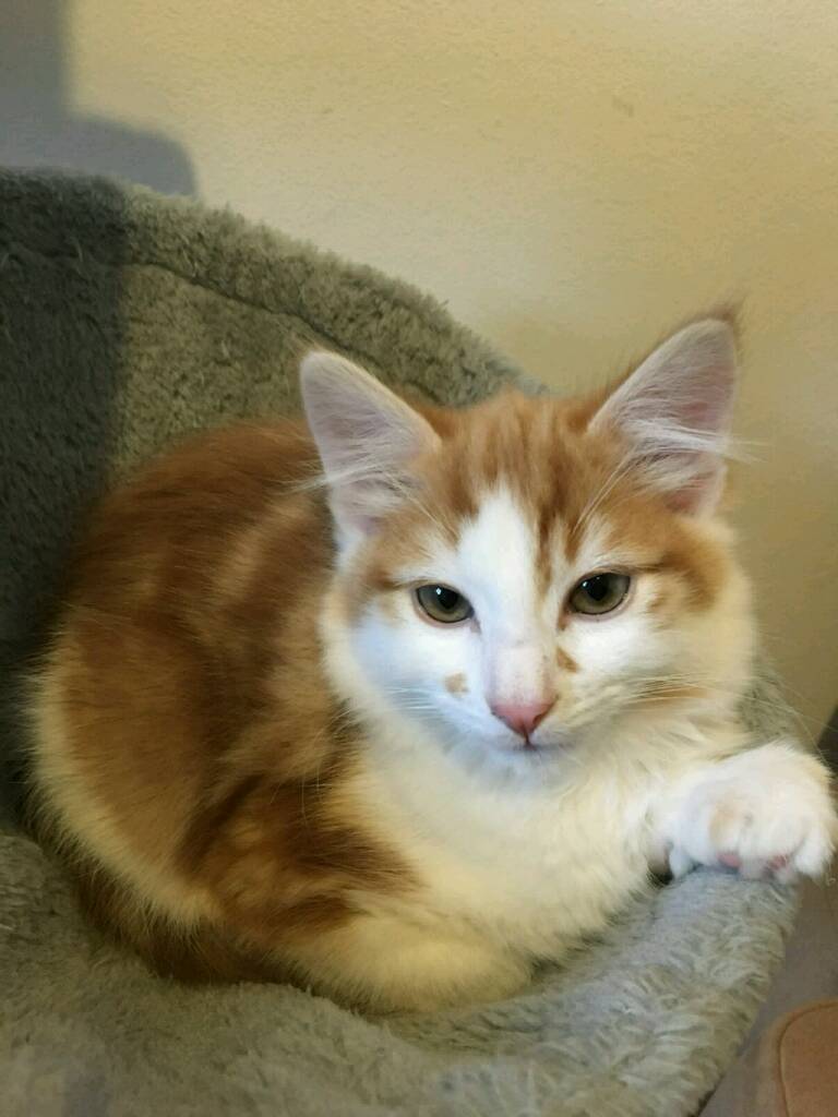 Ginger white fluffy male kitten in Beckton, London Gumtree