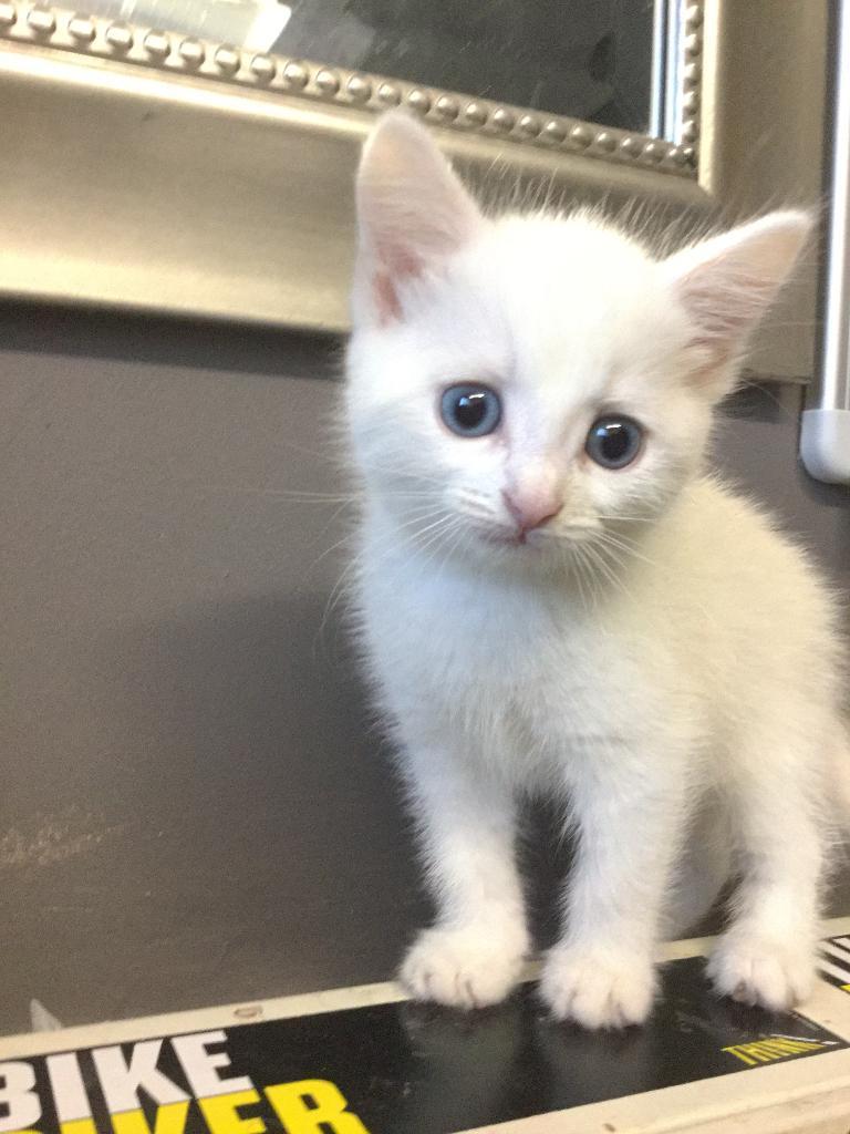 *BEAUTIFUL PURE WHITE KITTEN FOR SALE* in Wakefield, West Yorkshire