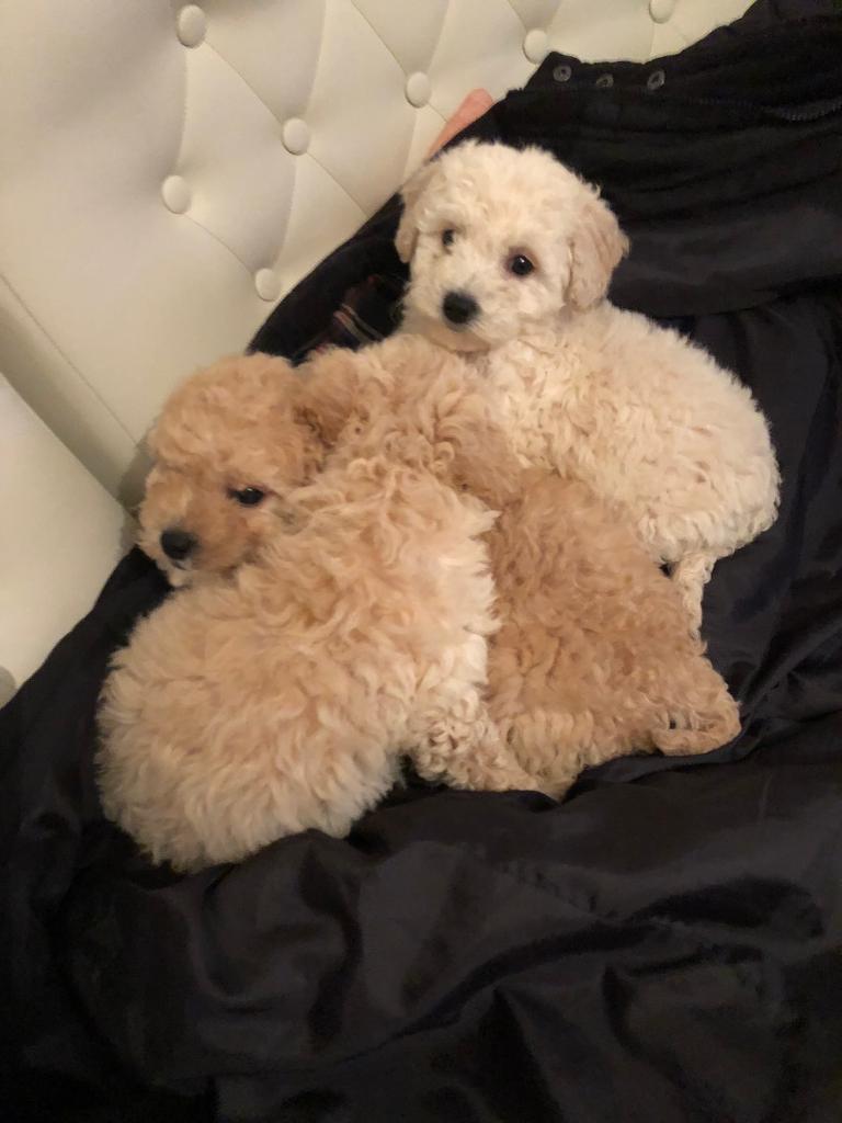 Toy poodles puppies in WestonsuperMare, Somerset Gumtree