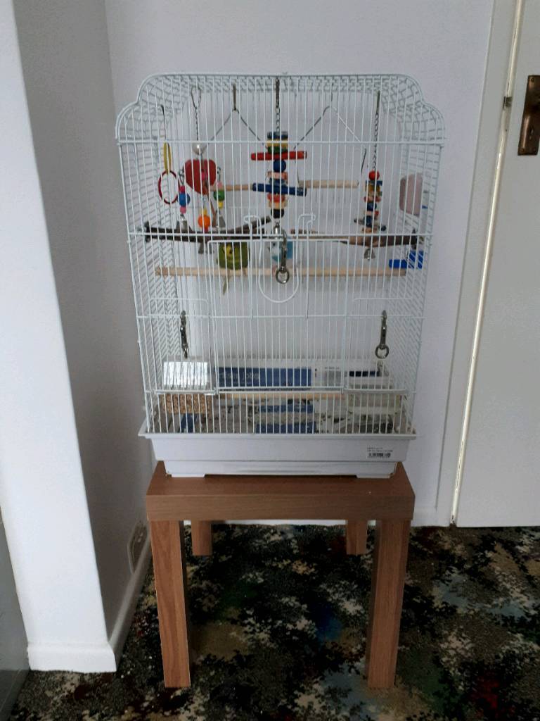 2 budgies & cage in Poole, Dorset Gumtree