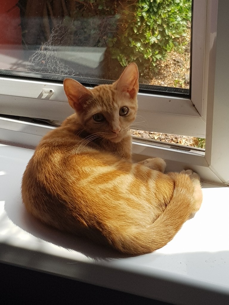 Male Ginger Tabby in StokeonTrent, Staffordshire Gumtree