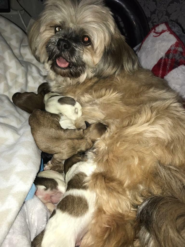 Lhasa apso x Maltese (lhatese) pups for sale in East End, Glasgow Gumtree