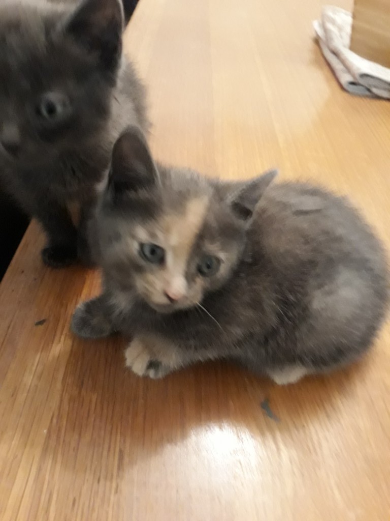 Cute grey kitten with ginger markings for sale in Trafford