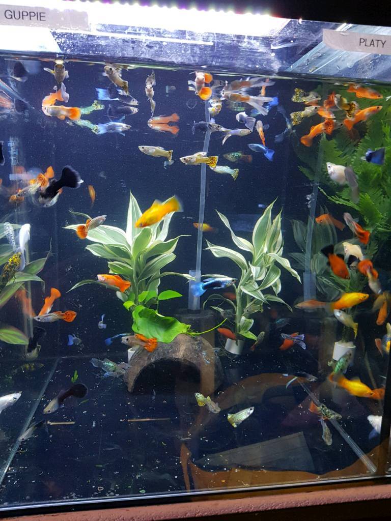 mollies platy tropical fish in Knowle, Bristol Gumtree