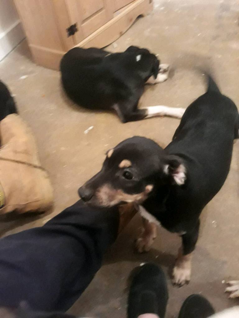 Bedlington x staffy x terrier in Wakefield, West Yorkshire Gumtree