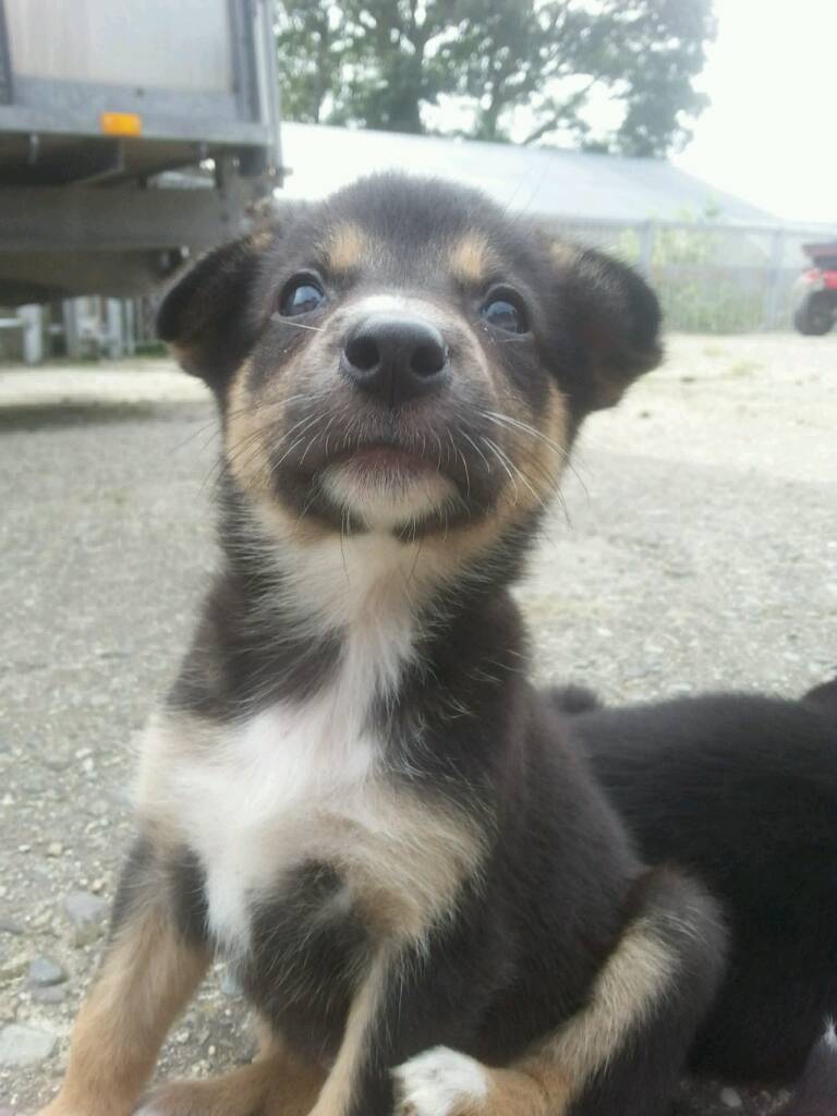 Australian Kelpie x Border Collie pups for sale in Kilkeel, County Down Gumtree