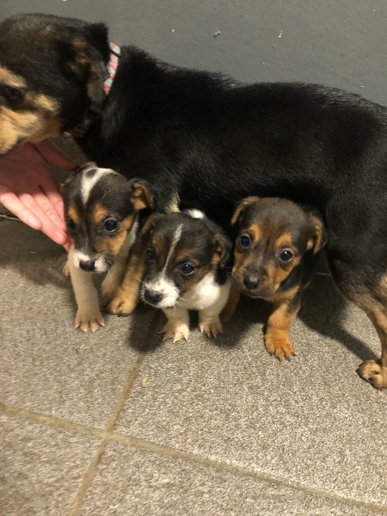Miniature Jack Russell puppies in Writtle, Essex Gumtree