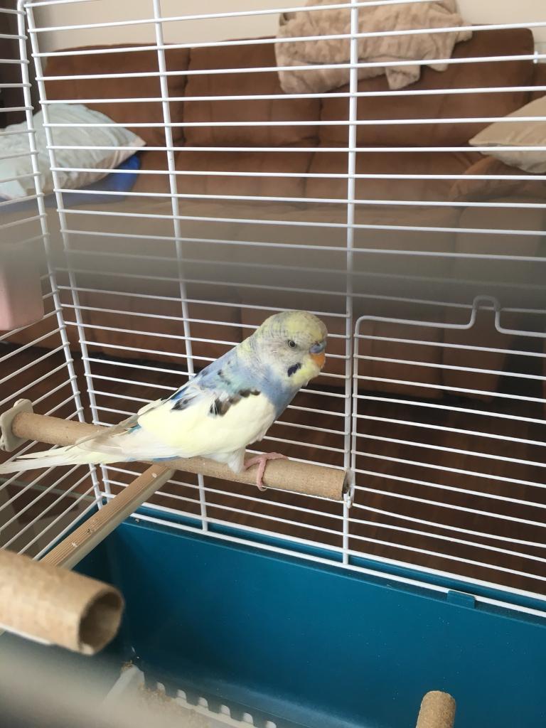 Budgie for sale in Giffnock, Glasgow Gumtree