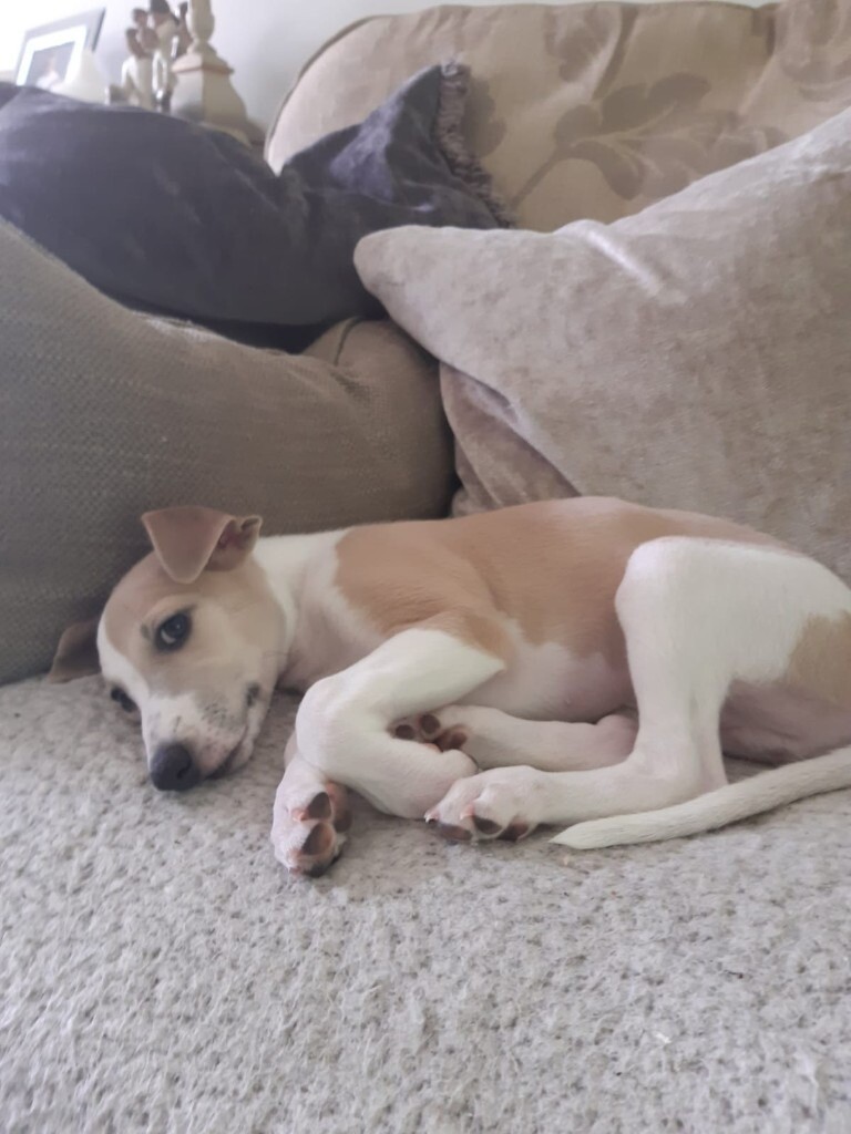 Whippet Puppies For Sale in Wirral, Merseyside Gumtree
