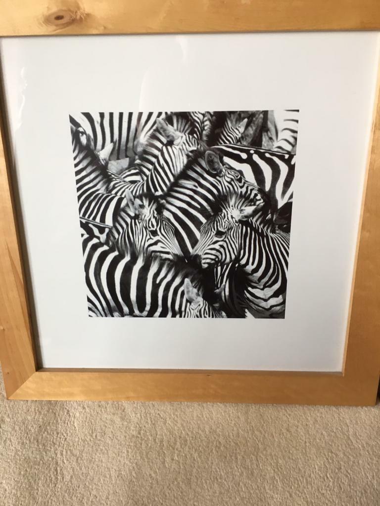 Zebra prints. Set of 3 large prints in wood frames in Luddendenfoot