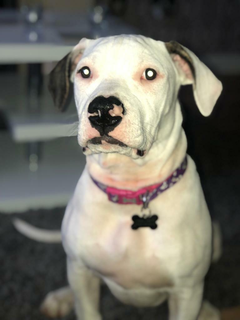 5 month old American bulldog in Stalybridge, Manchester Gumtree