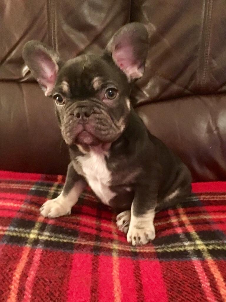 French bulldog puppies for sale in Butetown, Cardiff Gumtree