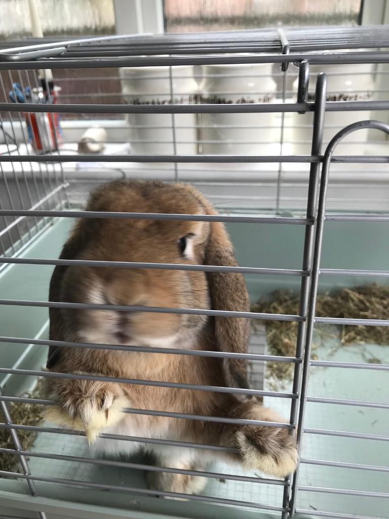 2 beautiful 10 months old loop ear rabbits(brothers) in Surbiton