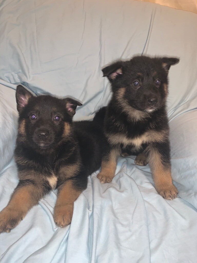 German shepherd speech picture