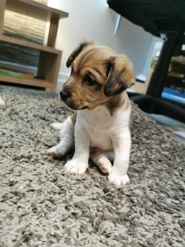 Jack Russel Puppies for sale in Andover, Hampshire Gumtree