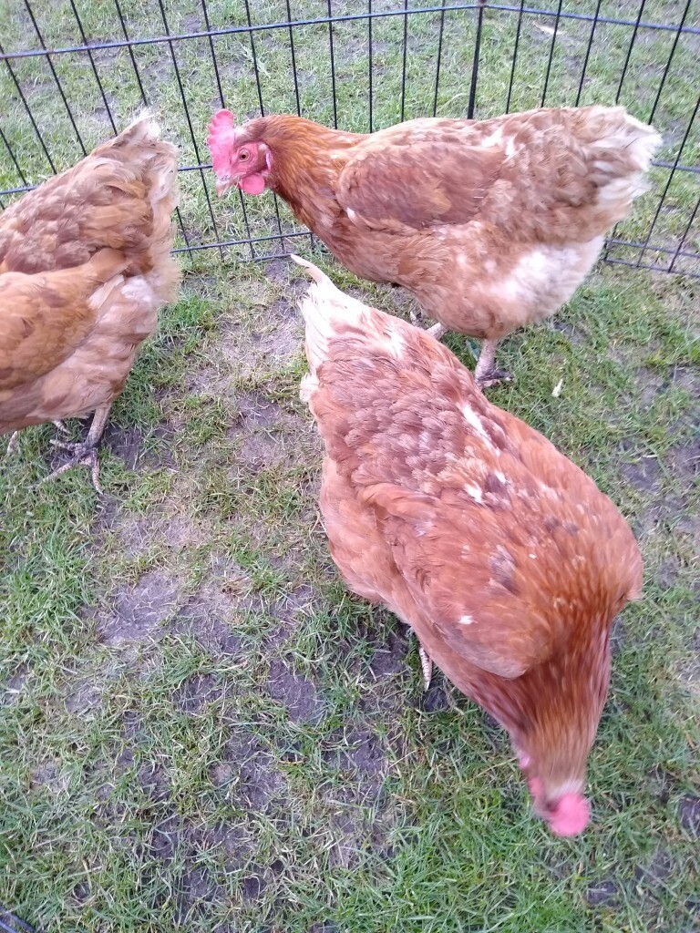 Hyline hens for sale in Fraserburgh, Aberdeenshire Gumtree