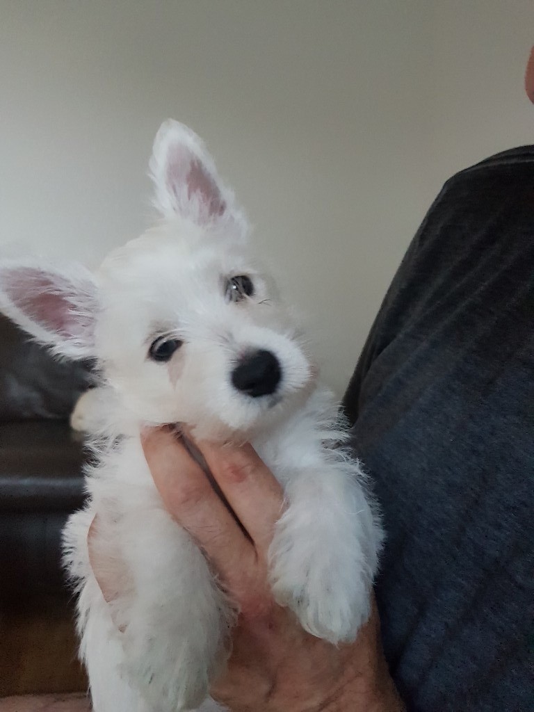 West highland terrier puppies for sale in Redditch, Worcestershire Gumtree